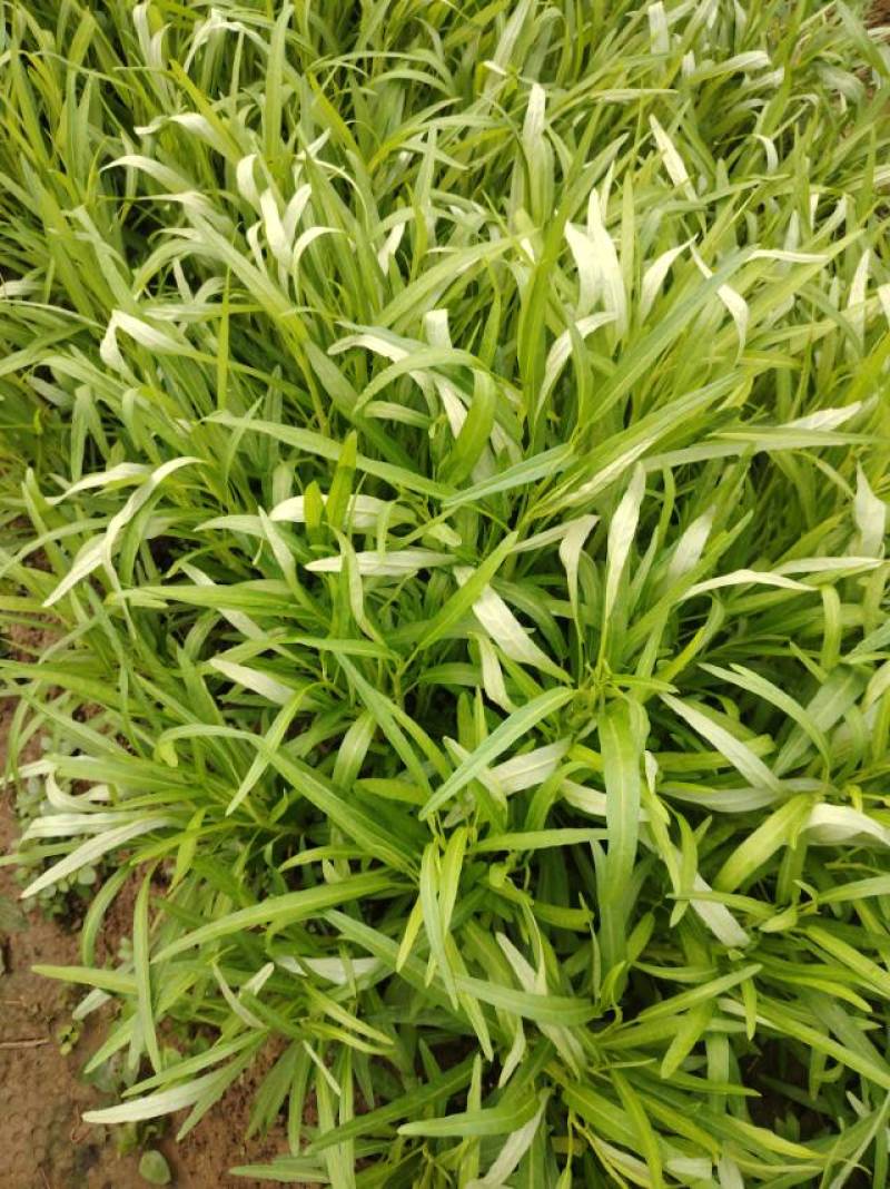 柳叶半青白空心菜基地直供***********