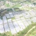 柳叶半青白空心菜基地直供***********