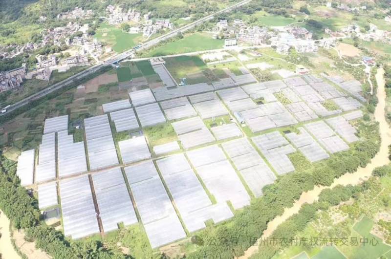 柳叶半青白空心菜基地直供***********