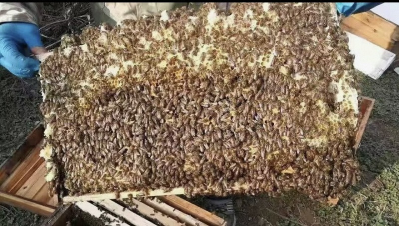 甘肃天水农家自养蜜蜂土蜂蜜