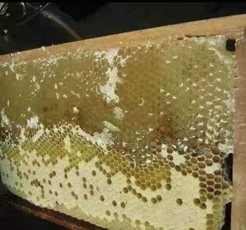 甘肃天水农家自养蜜蜂土蜂蜜