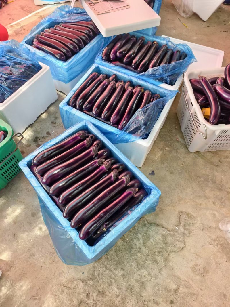 贵州紫长茄、烧烤茄、基地直发对接商超团购电商一条龙服务