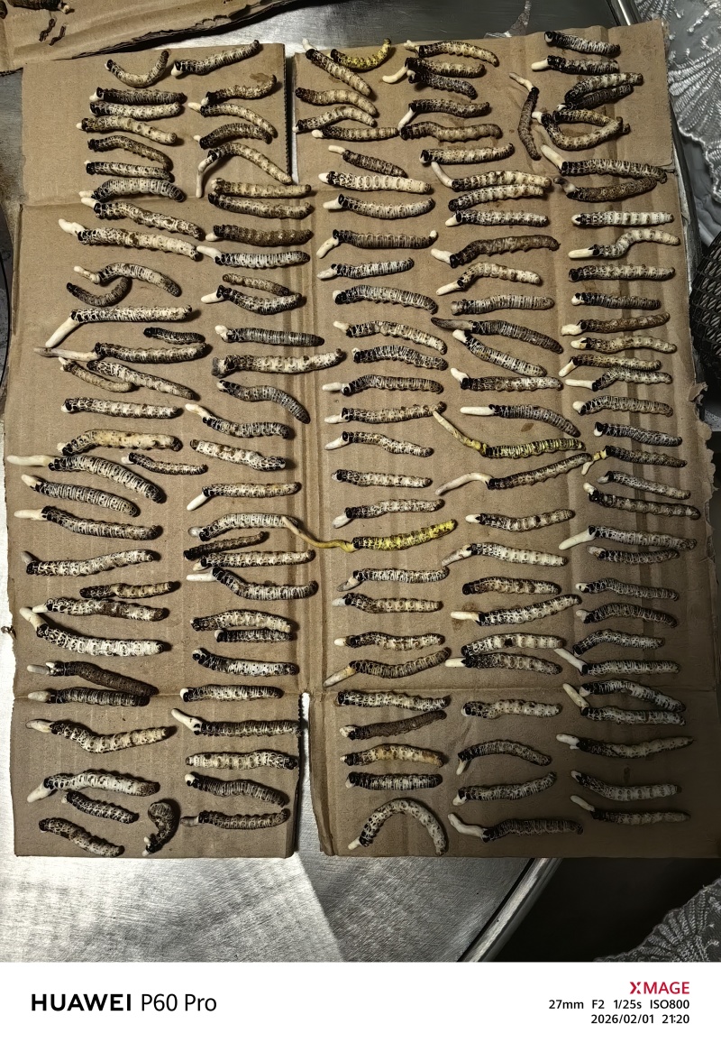 正品虫草专卖精心培育自产自销质量保证