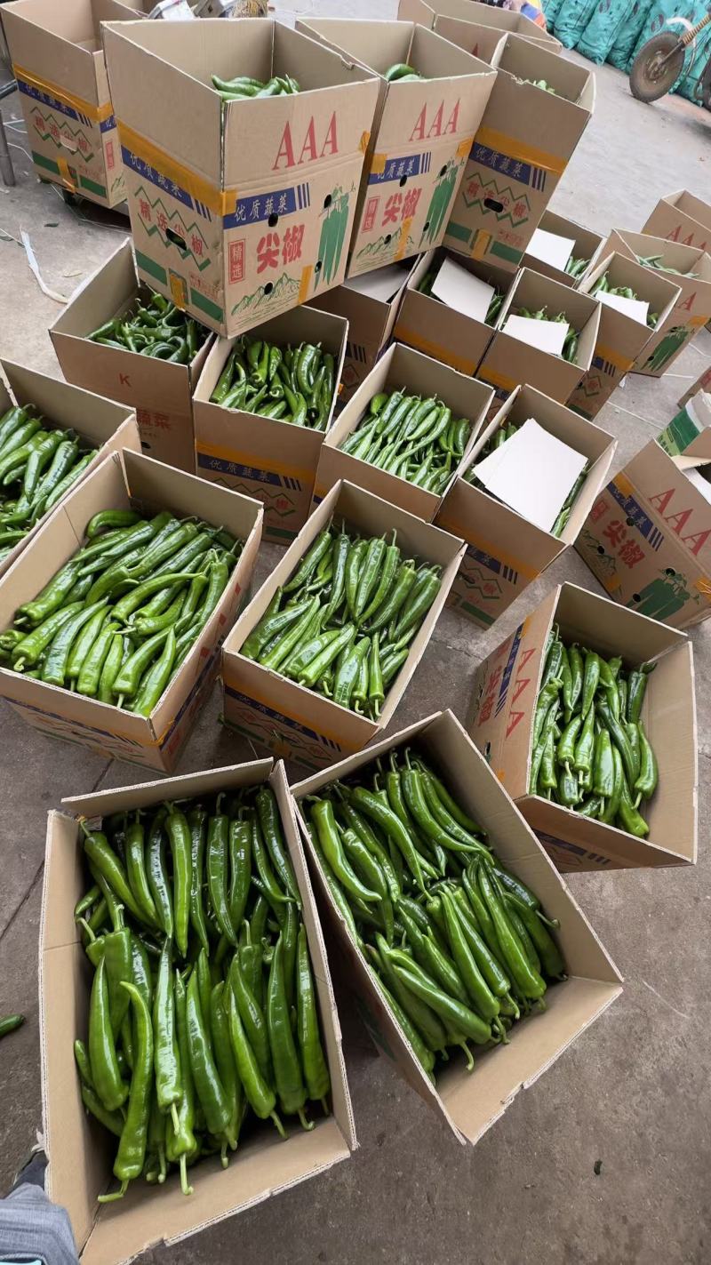 《青皮尖椒》广东基地直发保质保量全国发货售后无忧一条龙服