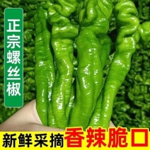 正宗广东螺丝椒、陇椒基地直发保质保量诚信至上一条龙服务