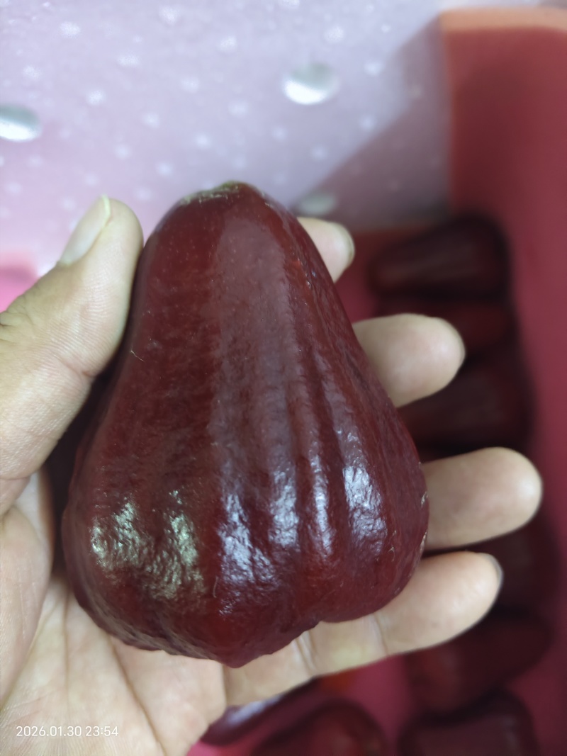 海南黑金刚莲雾精品！！！！！！！！！！！！！！！