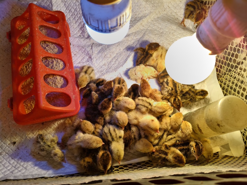 鹌鹑蛋可孵化
