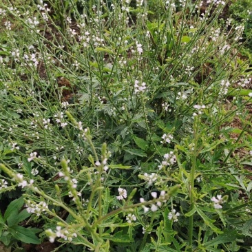 野生凤颈草种子中药材马鞭草狗牙草蜻蜓草退血草马鞭梢驱蚊草