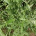 野生凤颈草种子中药材马鞭草狗牙草蜻蜓草退血草马鞭梢驱蚊草
