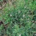野生凤颈草种子中药材马鞭草狗牙草蜻蜓草退血草马鞭梢驱蚊草
