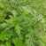 野生凤颈草种子中药材马鞭草狗牙草蜻蜓草退血草马鞭梢驱蚊草