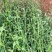 野生凤颈草种子中药材马鞭草狗牙草蜻蜓草退血草马鞭梢驱蚊草