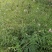 野生凤颈草种子中药材马鞭草狗牙草蜻蜓草退血草马鞭梢驱蚊草