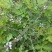 野生凤颈草种子中药材马鞭草狗牙草蜻蜓草退血草马鞭梢驱蚊草