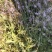 野生凤颈草种子中药材马鞭草狗牙草蜻蜓草退血草马鞭梢驱蚊草
