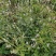 野生凤颈草种子中药材马鞭草狗牙草蜻蜓草退血草马鞭梢驱蚊草