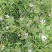 野生凤颈草种子中药材马鞭草狗牙草蜻蜓草退血草马鞭梢驱蚊草