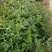 野生凤颈草种子中药材马鞭草狗牙草蜻蜓草退血草马鞭梢驱蚊草