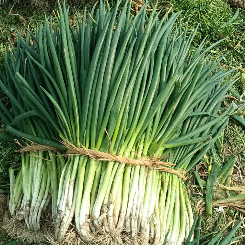 王家坝大葱分葱