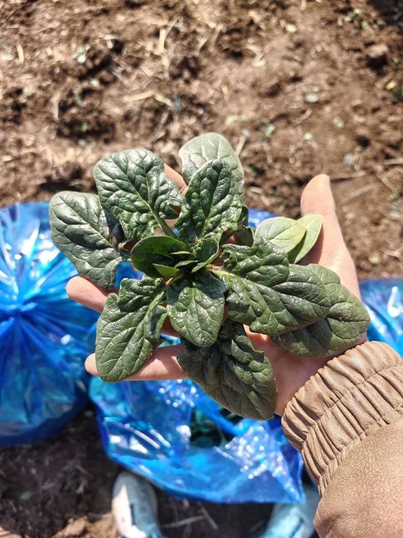 趴地菠菜