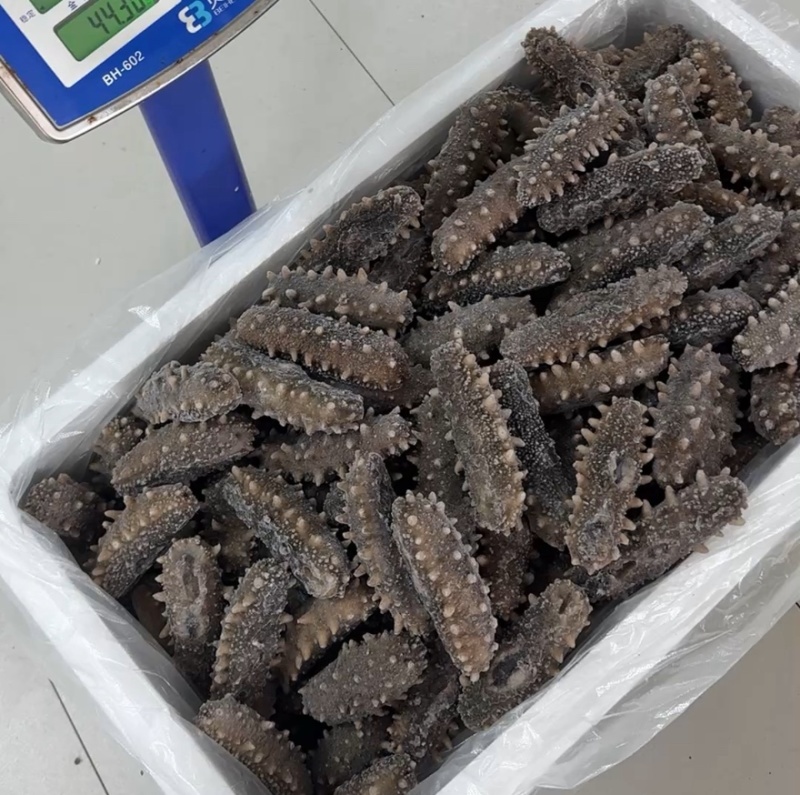 鲜食高口海参酒店高端餐用肉厚筋道品相佳欢迎老板咨询