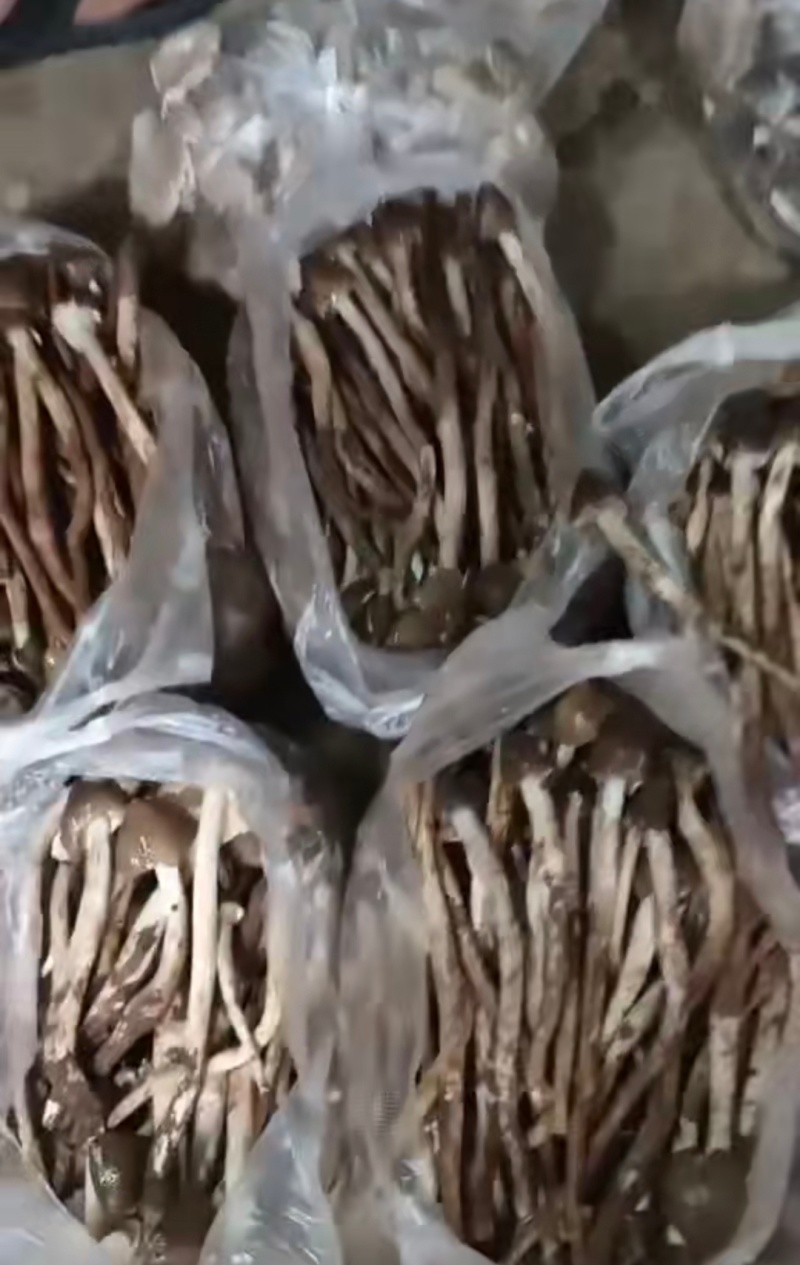 火把鸡枞，黑鸡枞，鸡枞油，油鸡枞500克一瓶装