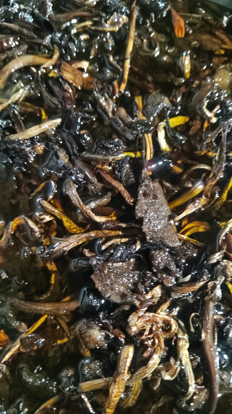火把鸡枞，黑鸡枞，鸡枞油，油鸡枞500克一瓶装