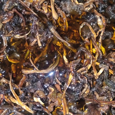 火把鸡枞，黑鸡枞，鸡枞油，油鸡枞500克一瓶装