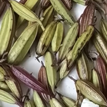 紫花大白芨果夹种子