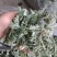 鲜茵陈：野生二月小苗晒干喝茶：零售批发一手货源手选货通货