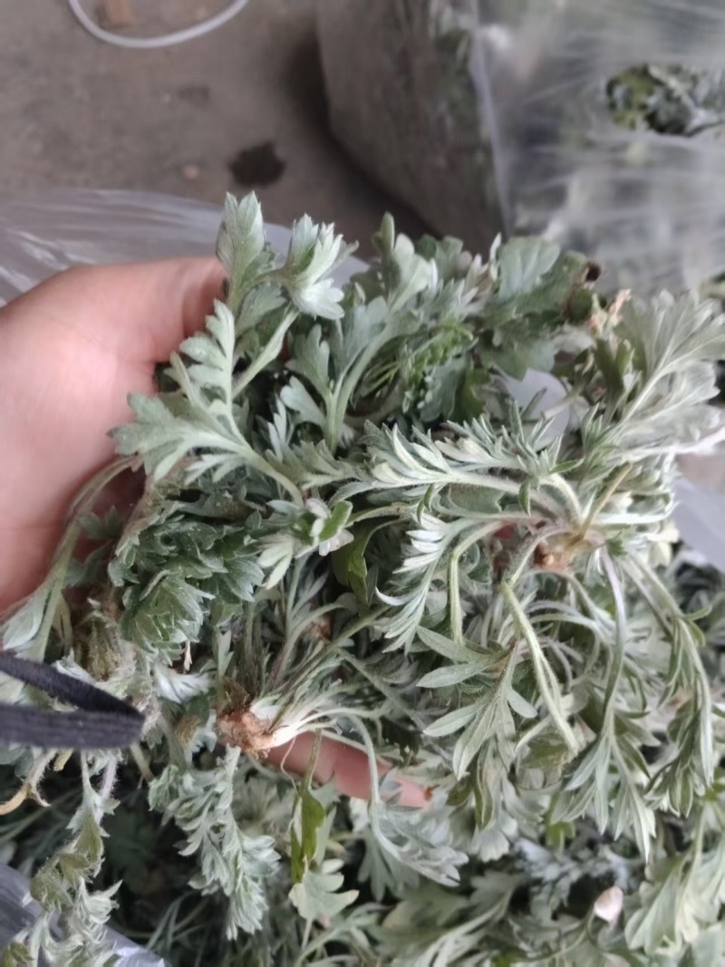鲜茵陈：野生二月小苗晒干喝茶：零售批发一手货源手选货通货