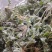 鲜茵陈：野生二月小苗晒干喝茶：零售批发一手货源手选货通货