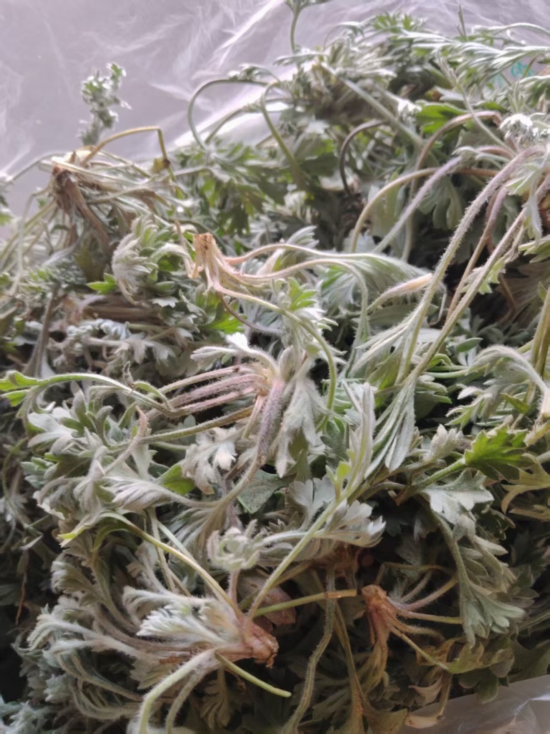 鲜茵陈：野生二月小苗晒干喝茶：零售批发一手货源手选货通货