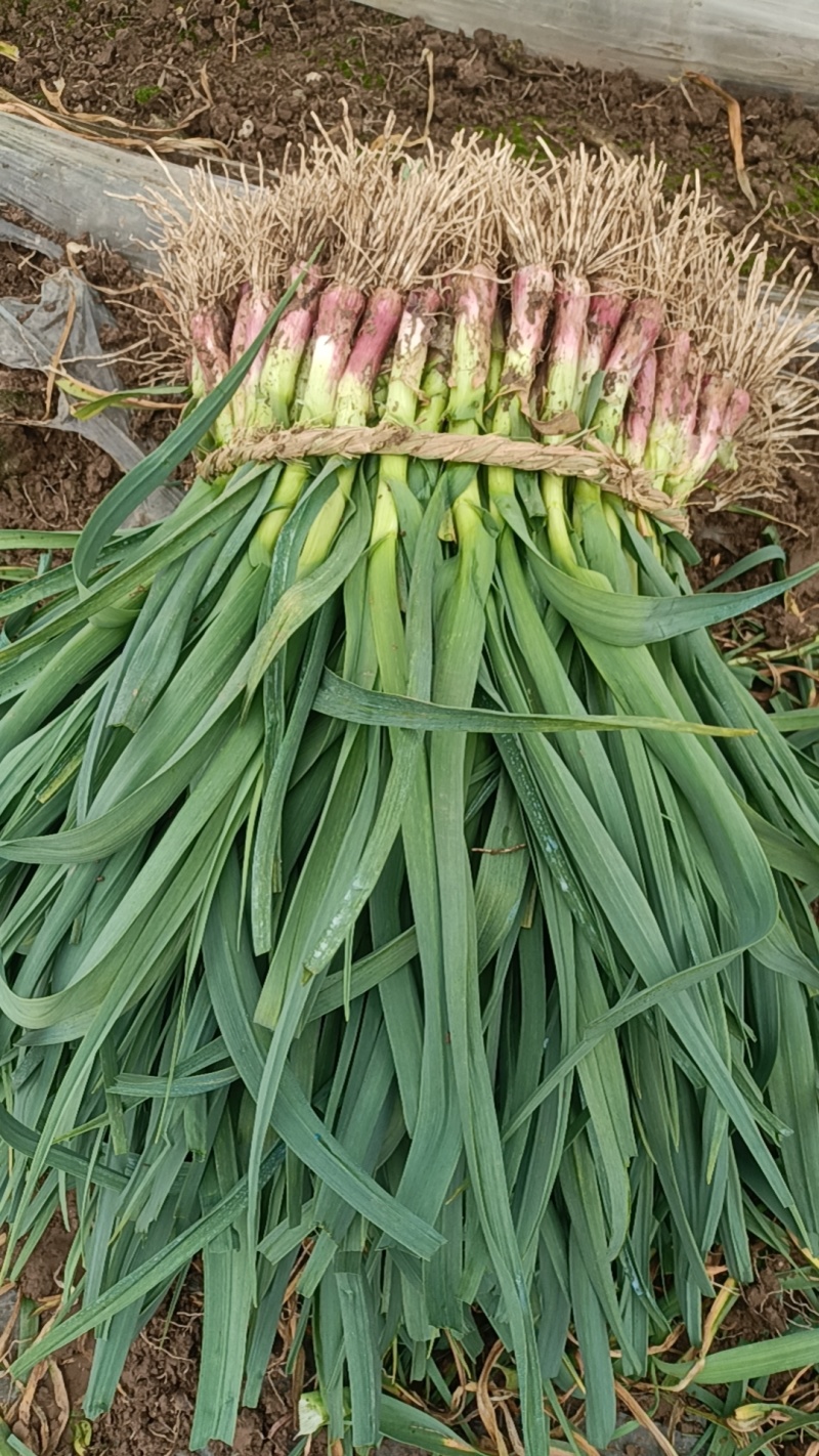 红根蒜苗
