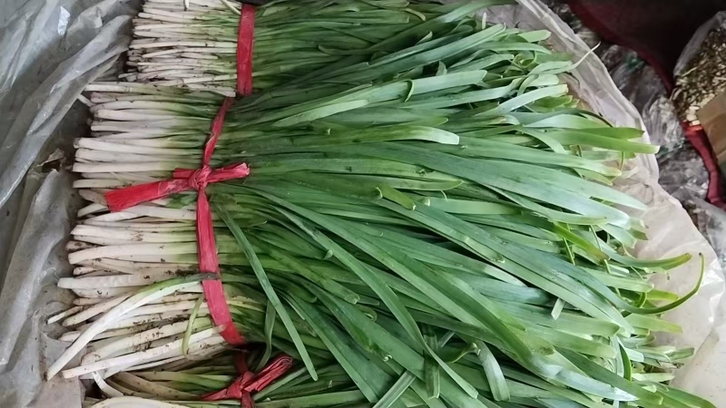 专业韭菜代办
