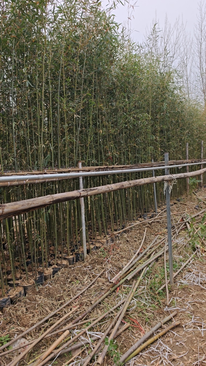 竹子钢竹