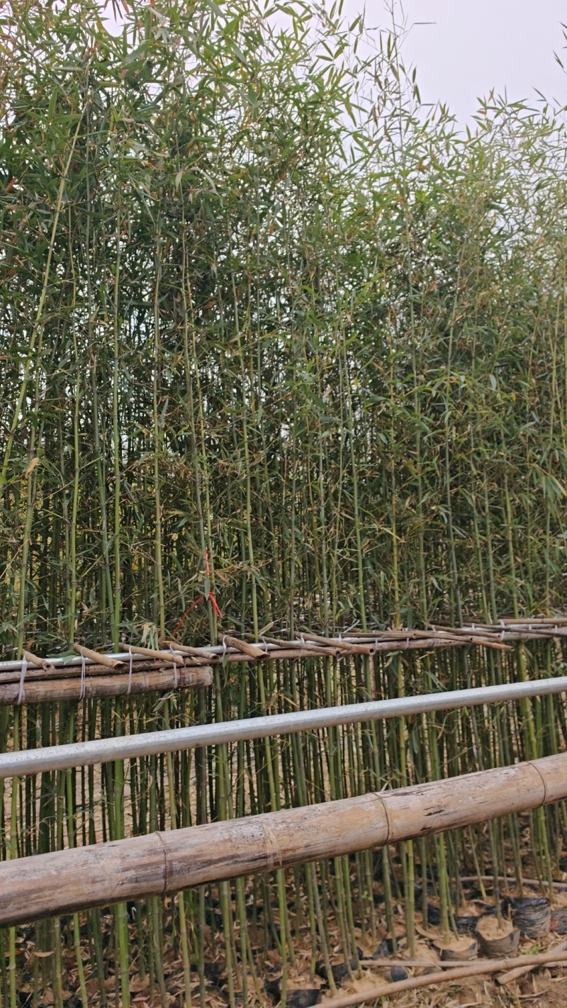 竹子钢竹