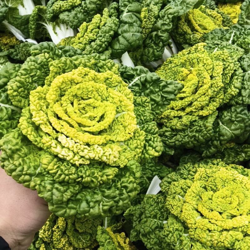 精品黄心菜，无花无台