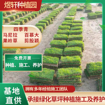 百慕大草坪，天堂草草皮，矮生百慕大草坪庭院草坪四季青。