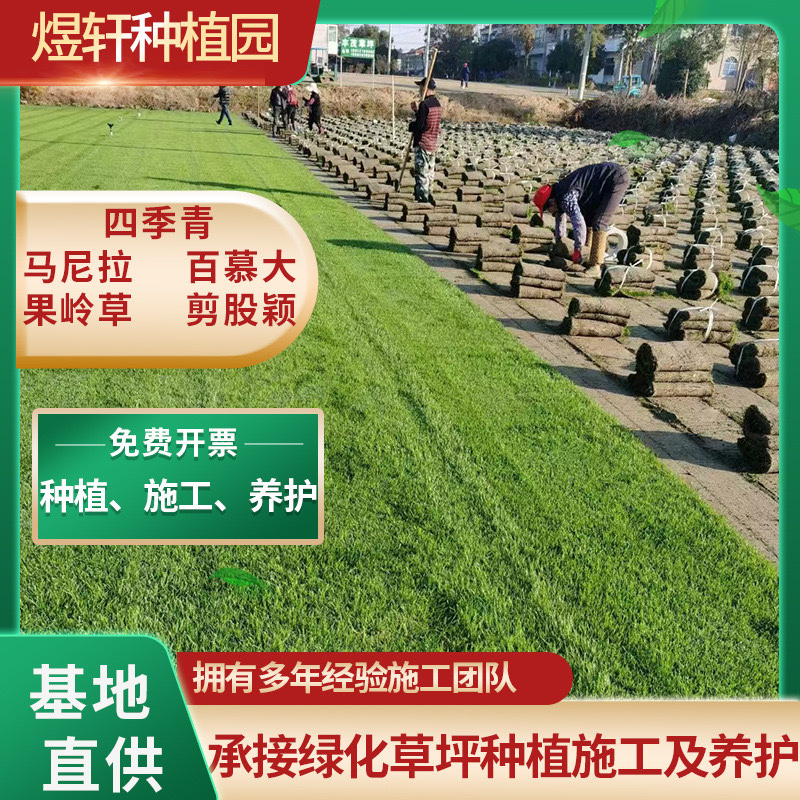 沙坪四季青草坪果岭草草皮基地直发