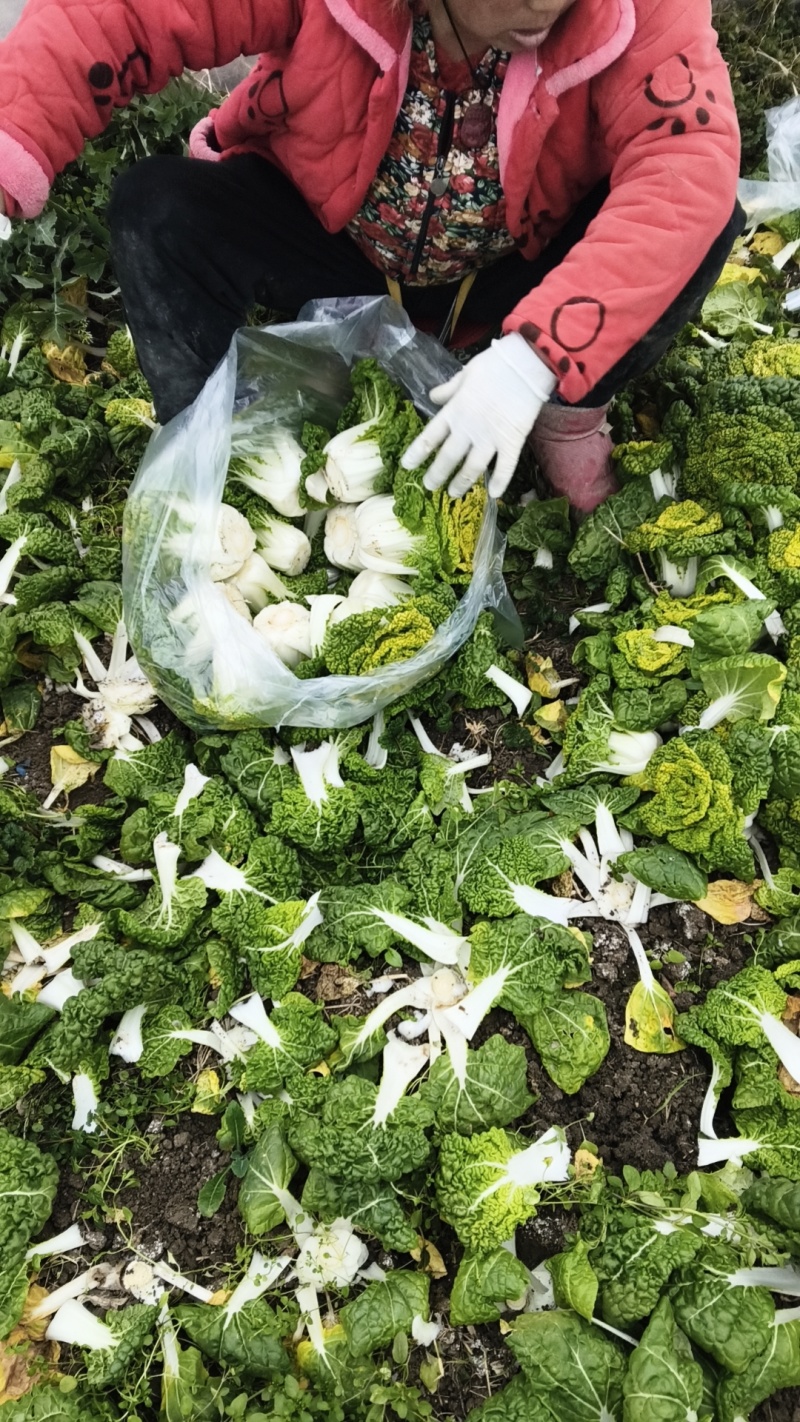 精品黄心菜，无花无台