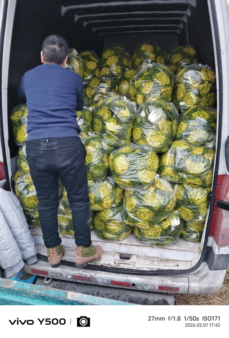 精品黄心菜，无花无台