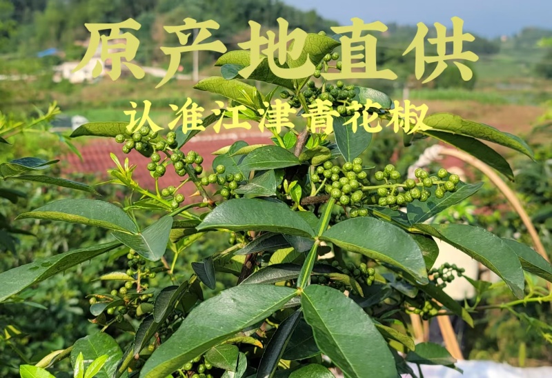 青花椒新鲜350g冷冻保鲜麻椒江津现摘真空青藤椒特产九叶