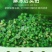 青花椒新鲜350g冷冻保鲜麻椒江津现摘真空青藤椒特产九叶