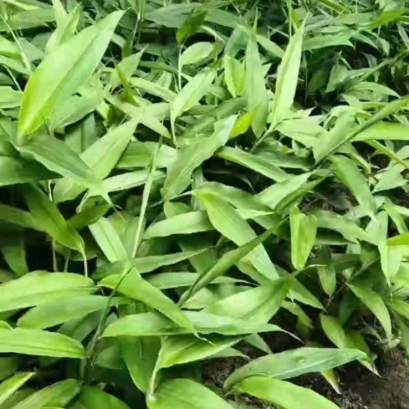 林下套种珍贵药材益智仁