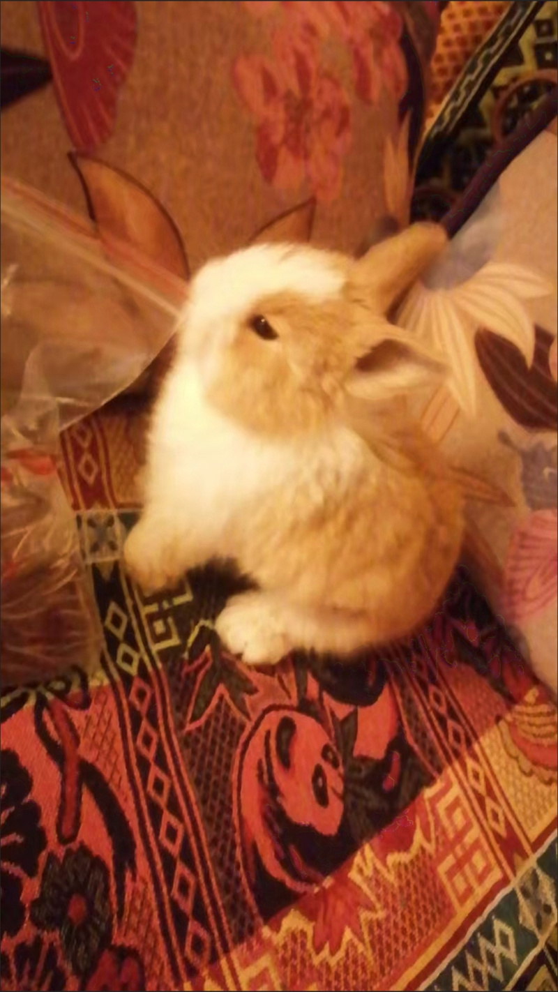 兔子怎