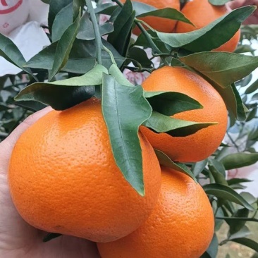 耙耙柑