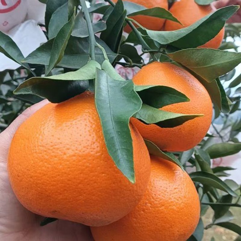 耙耙柑