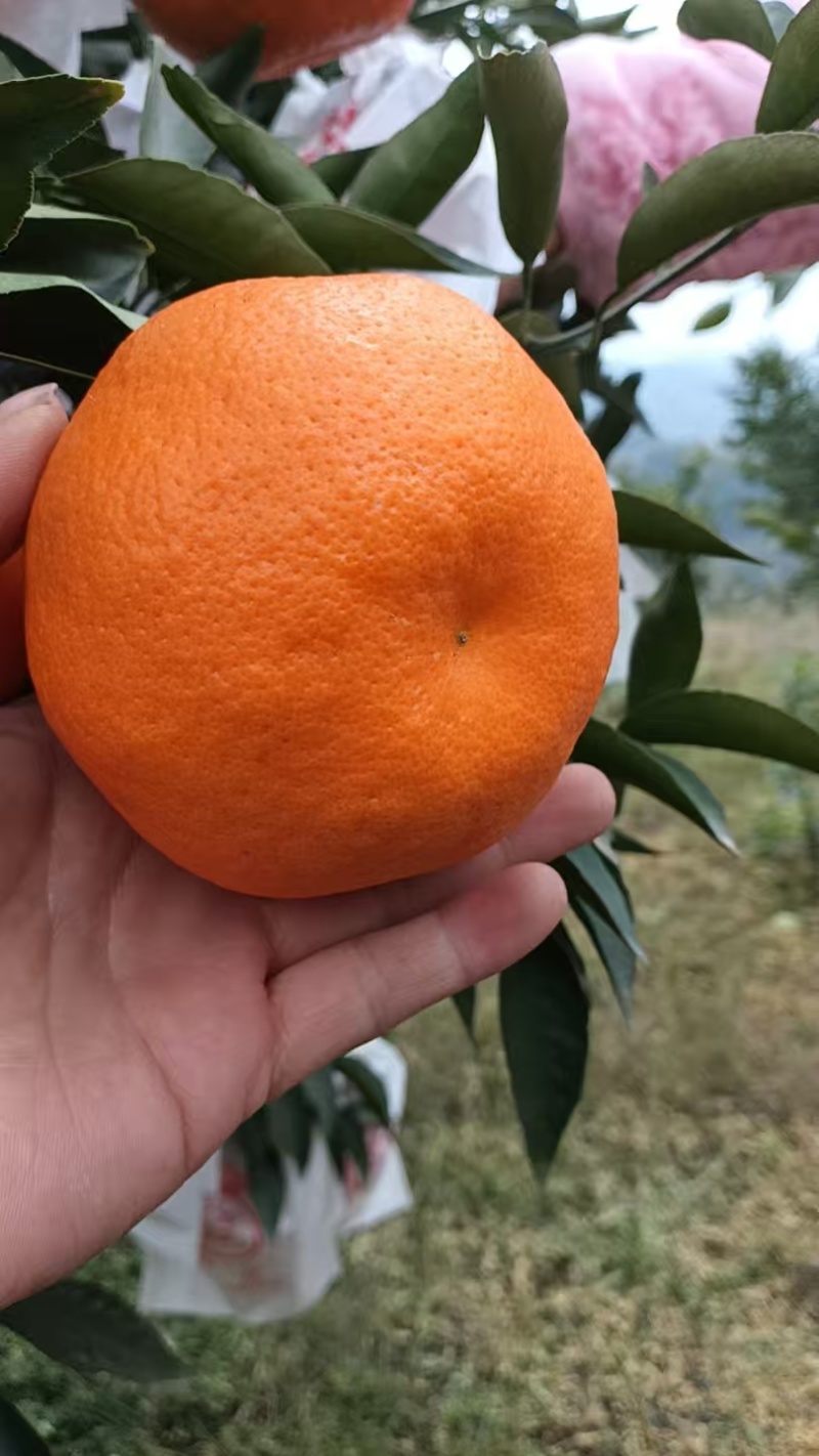 耙耙柑
