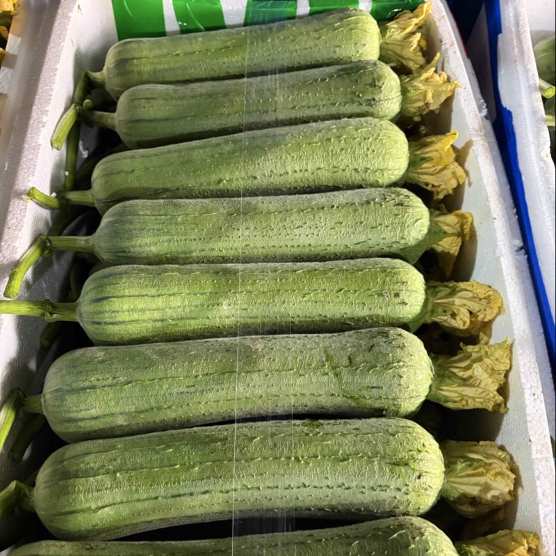 嘉兴精品肉丝瓜大量上市，头茬采摘，今天条形好，花好